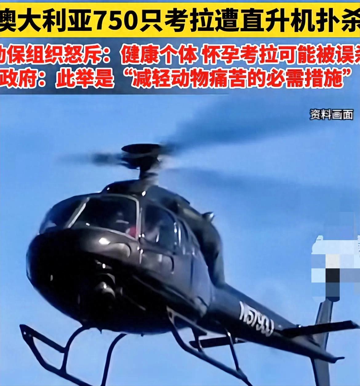澳大利亚对国宝不救反而射杀，直升机搭载狙击手，击杀750只考拉